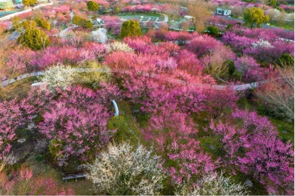 上海这些公园的梅花,开得太绝了!有些还免费