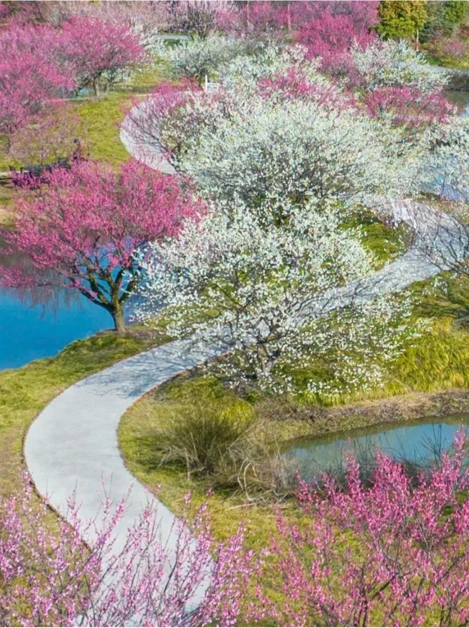 上海这些公园的梅花,开得太绝了!有些还免费