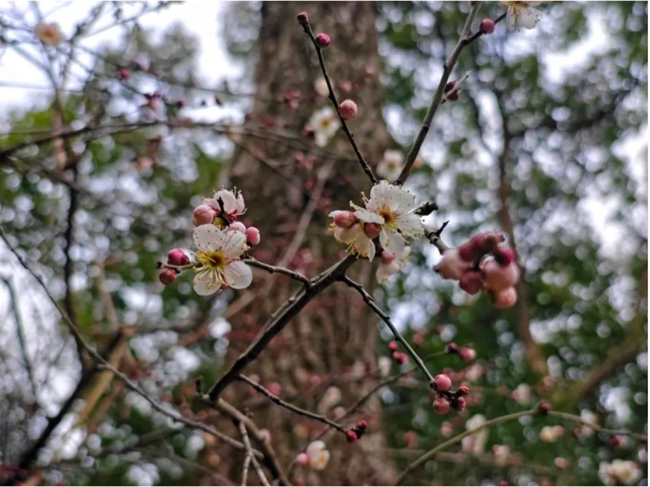 上海这些公园的梅花,开得太绝了!有些还免费