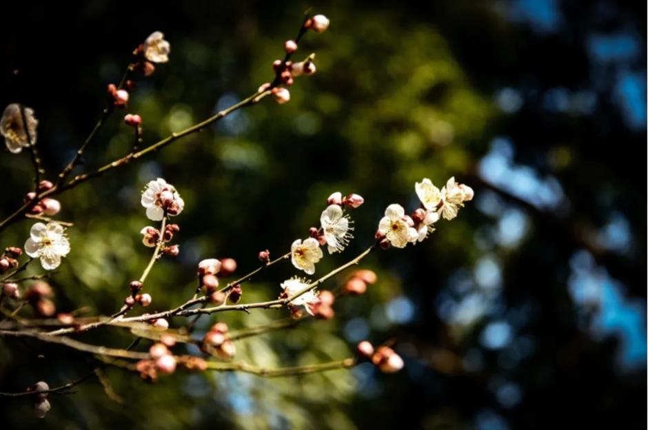 上海这些公园的梅花,开得太绝了!有些还免费