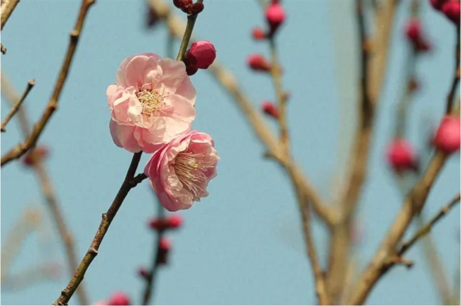上海这些公园的梅花,开得太绝了!有些还免费