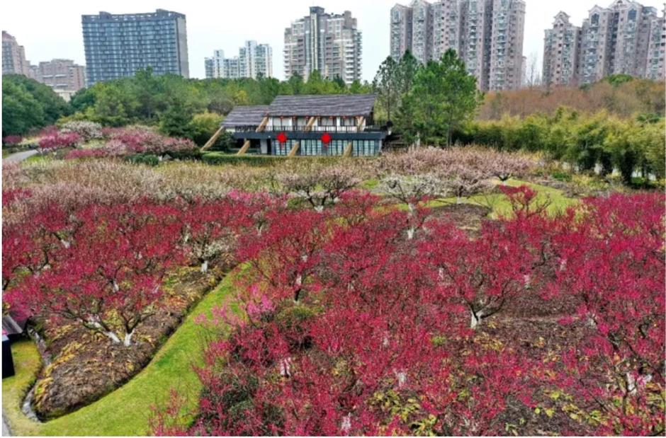 上海这些公园的梅花,开得太绝了!有些还免费
