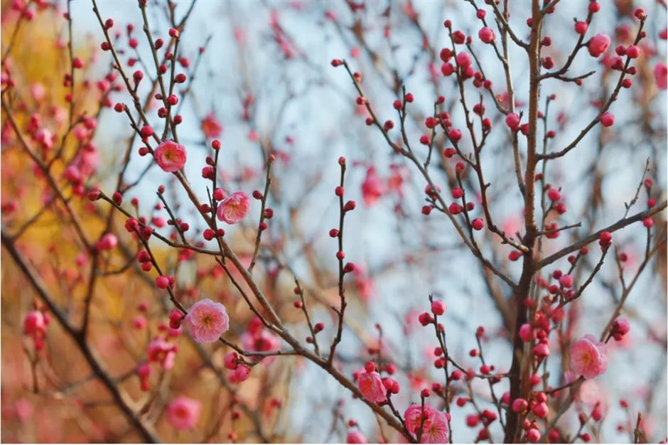 上海这些公园的梅花,开得太绝了!有些还免费