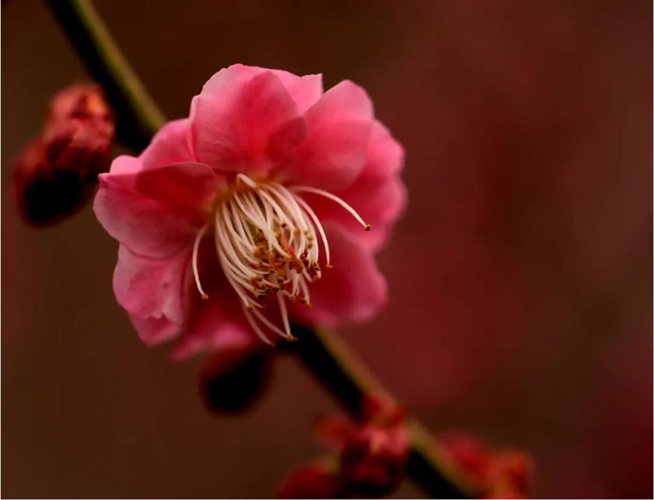 上海这些公园的梅花,开得太绝了!有些还免费