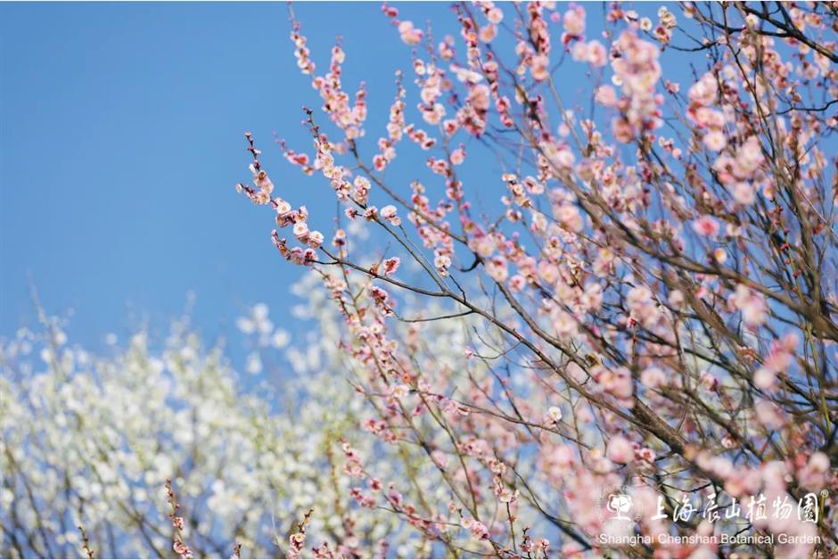 上海这些公园的梅花,开得太绝了!有些还免费