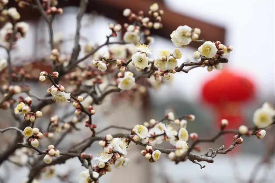 上海这些公园的梅花,开得太绝了!有些还免费