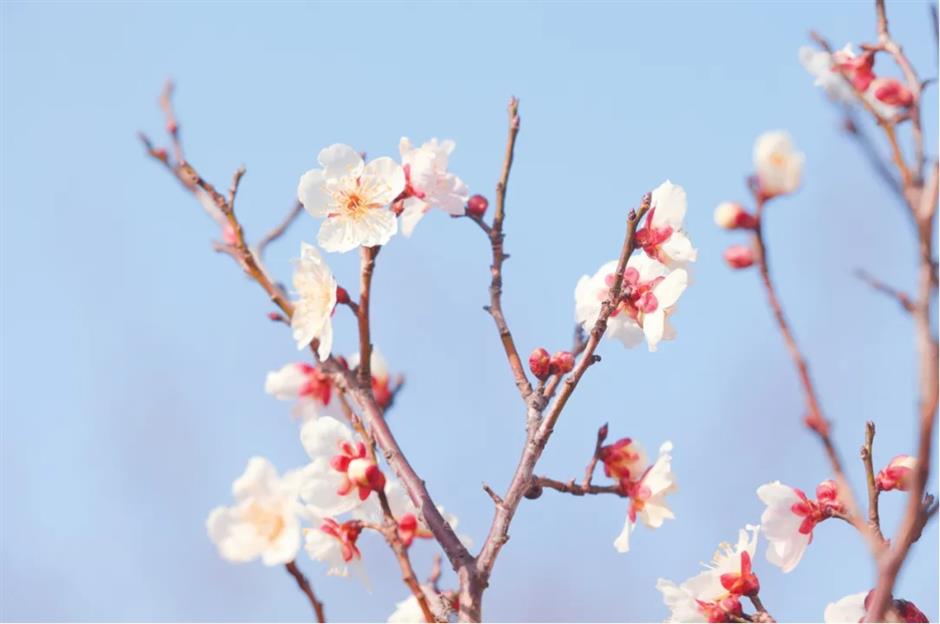 上海这些公园的梅花,开得太绝了!有些还免费