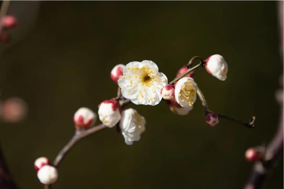 上海这些公园的梅花,开得太绝了!有些还免费