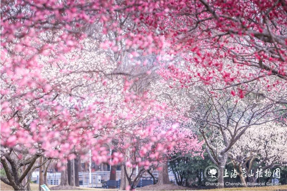 上海这些公园的梅花,开得太绝了!有些还免费