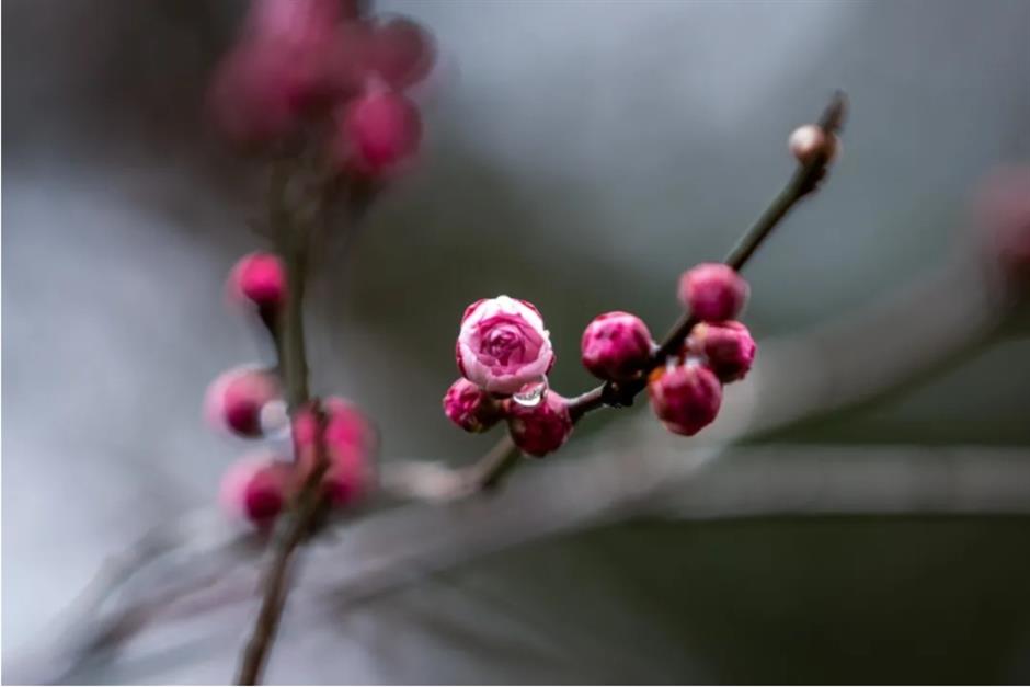 上海这些公园的梅花,开得太绝了!有些还免费