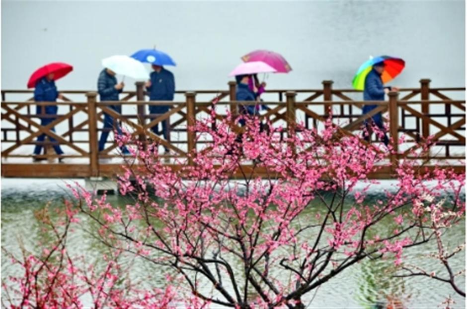 上海梅花节来咯!惊喜别错过~