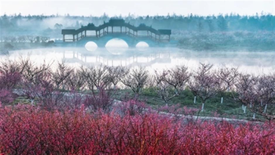 上海梅花节来咯!惊喜别错过~