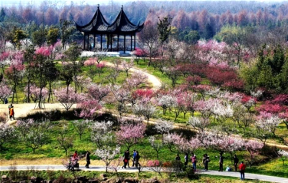 上海梅花节来咯!惊喜别错过~