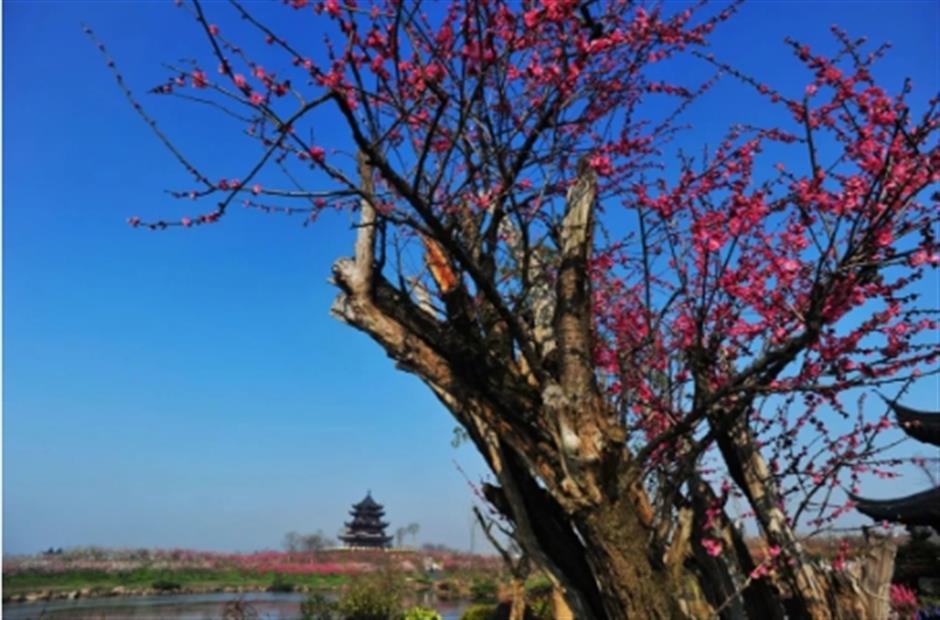 上海梅花节来咯!惊喜别错过~