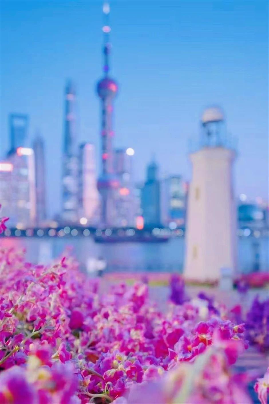 太美!虹口第一波春色,看这里!