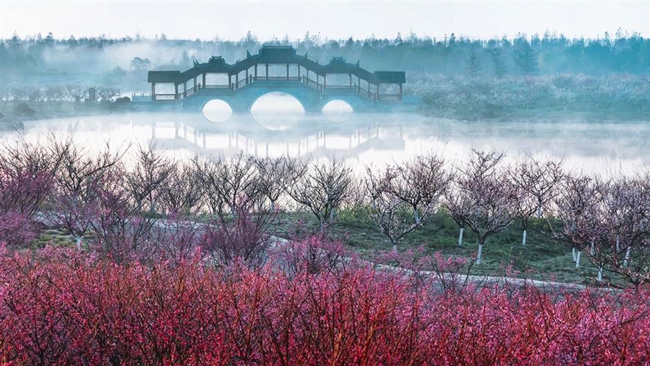 Flowers begin to bloom as Shanghai parks welcome spring