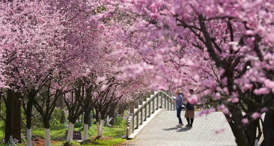 Flowers begin to bloom as Shanghai parks welcome spring
