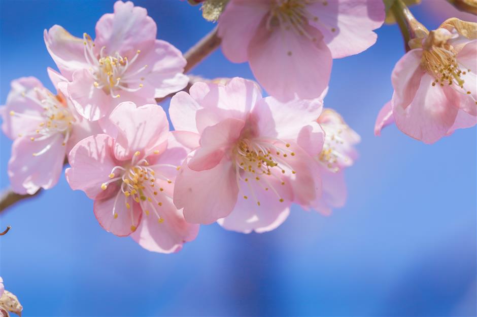 Flowers begin to bloom as Shanghai parks welcome spring