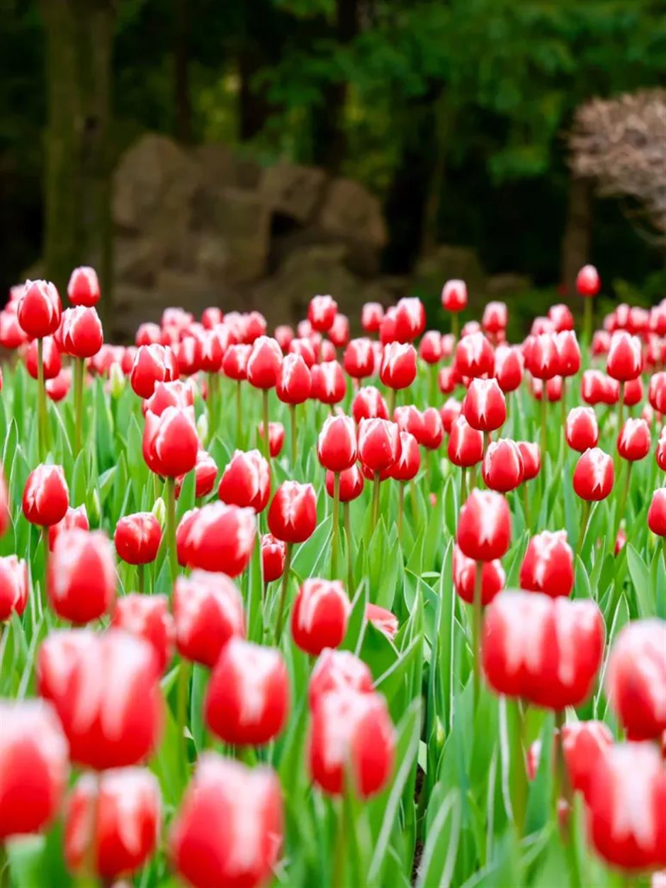 Flowers begin to bloom as Shanghai parks welcome spring