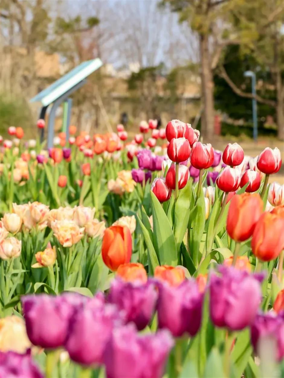 Flowers begin to bloom as Shanghai parks welcome spring