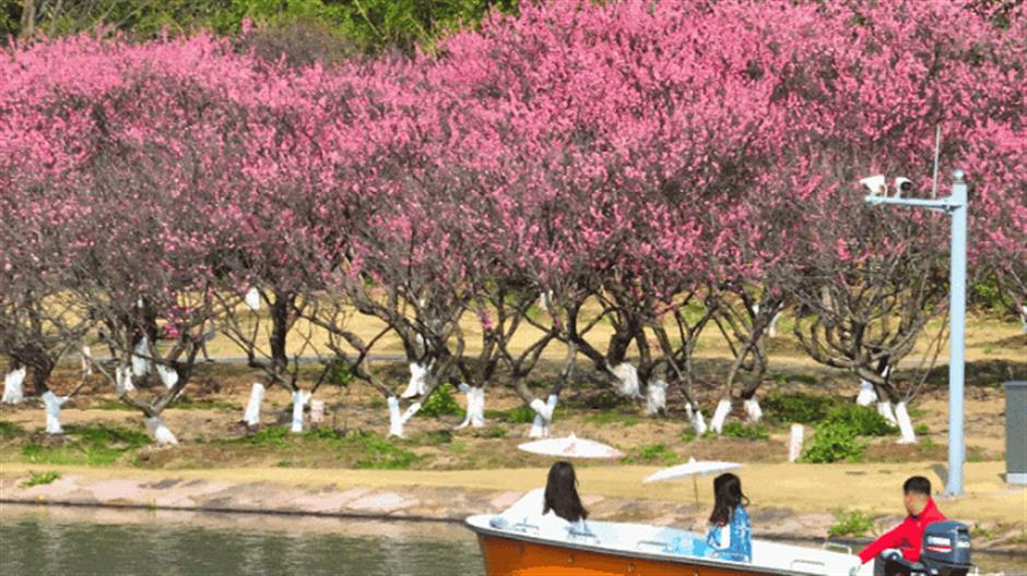 Flowers begin to bloom as Shanghai parks welcome spring