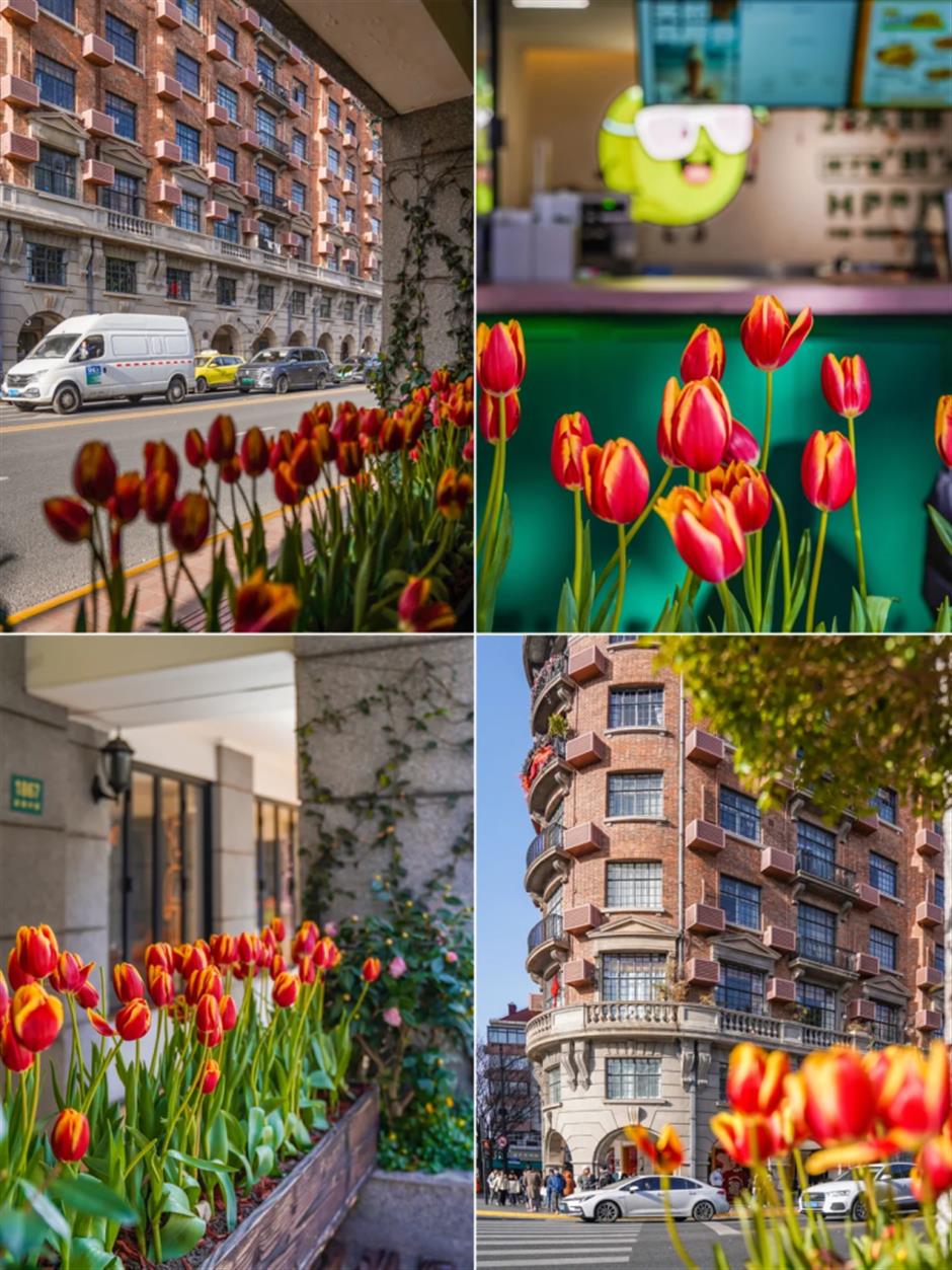 上海市中心的郁金香开好了!来这些地方免费打卡→