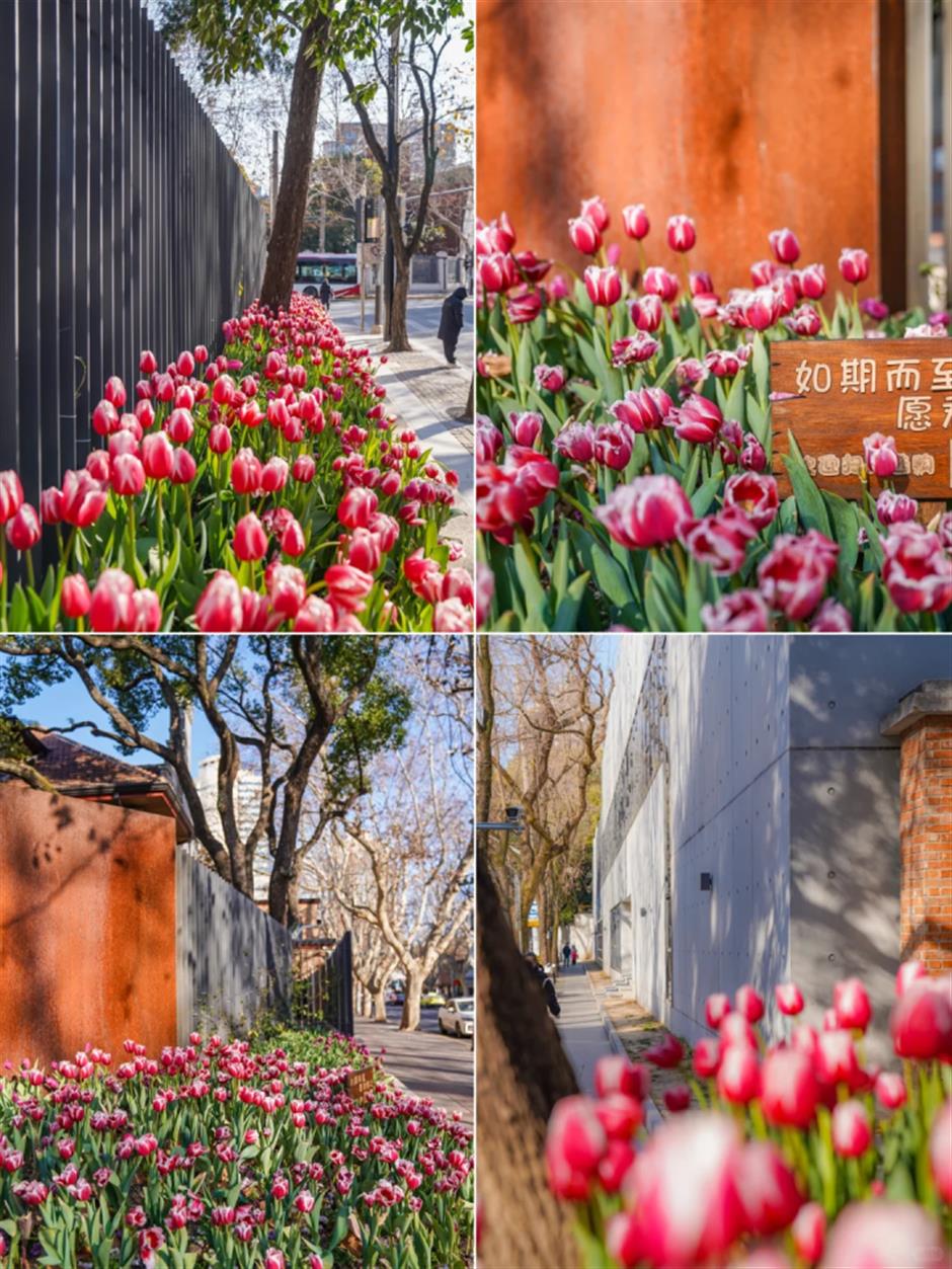 上海市中心的郁金香开好了!来这些地方免费打卡→