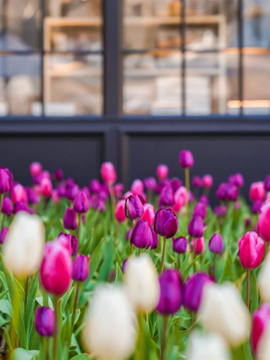 上海市中心的郁金香开好了!来这些地方免费打卡→