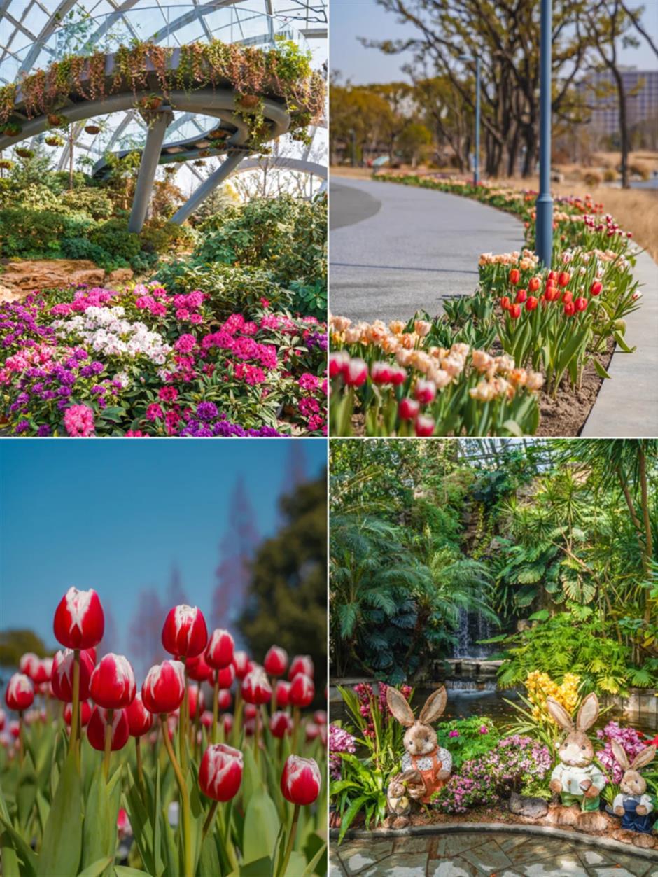 上海市中心的郁金香开好了!来这些地方免费打卡→