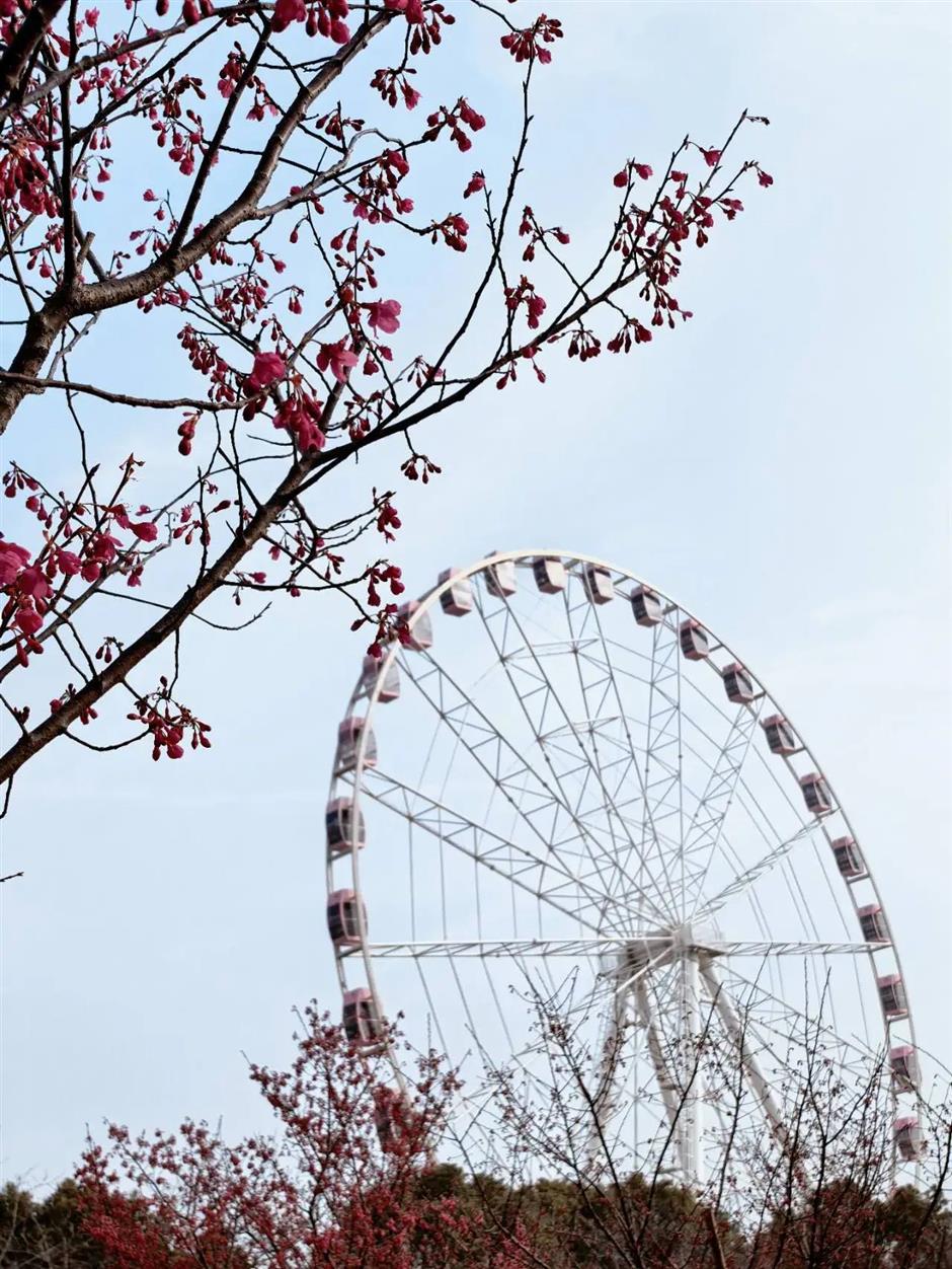 开了!上海第一朵早樱已上线