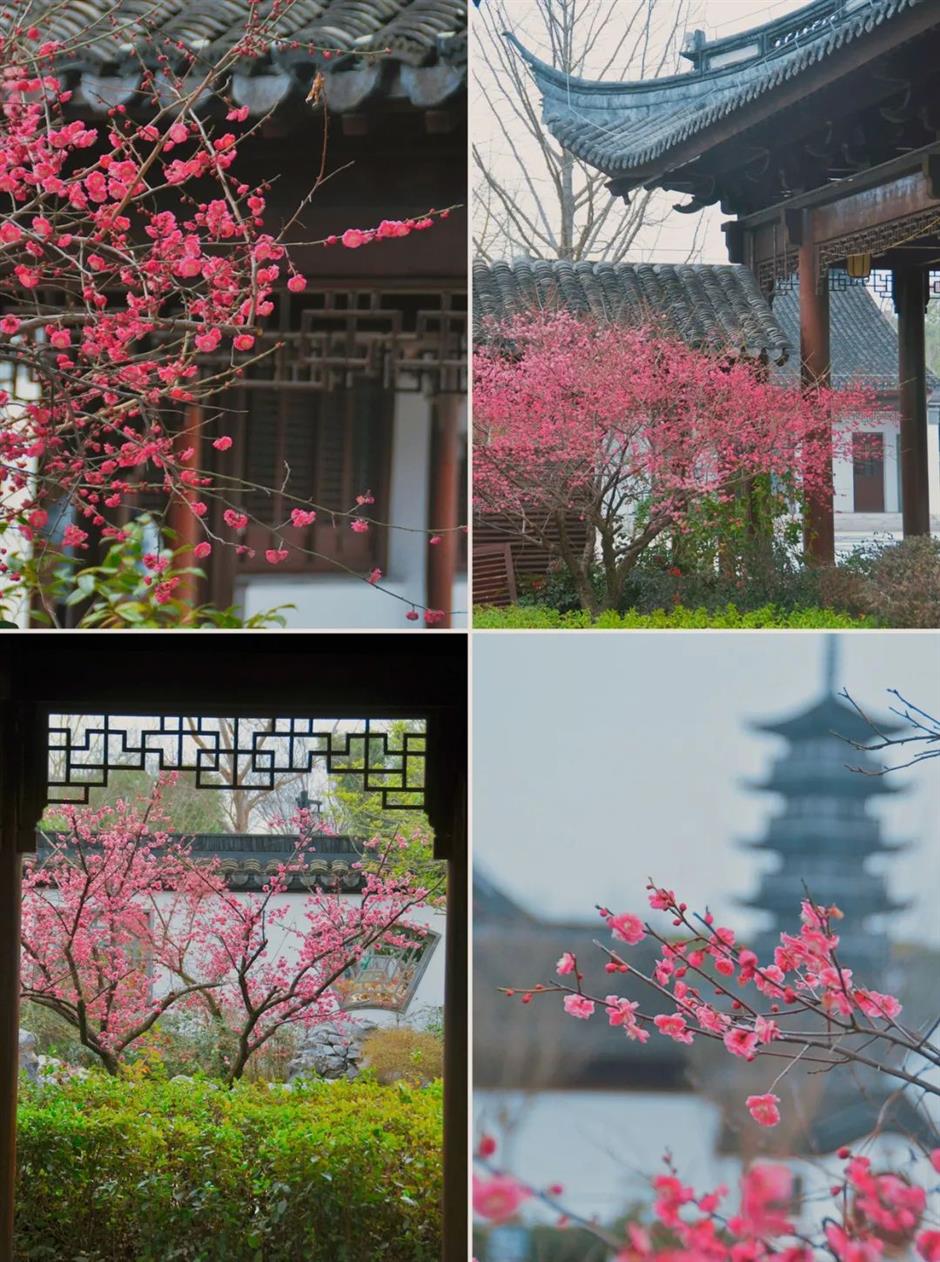 這裡的梅花已綻放80%!