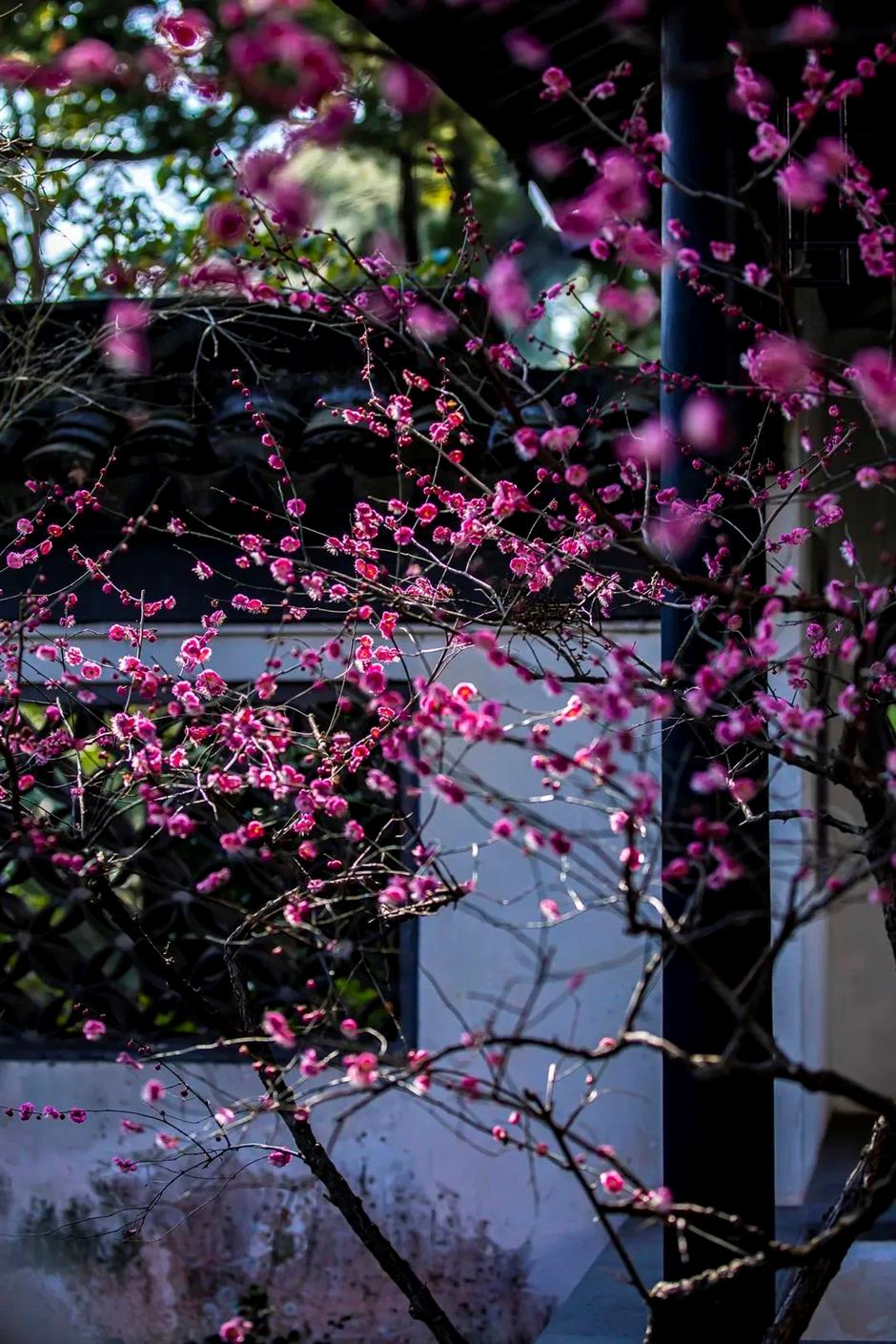 這裡的梅花已綻放80%!