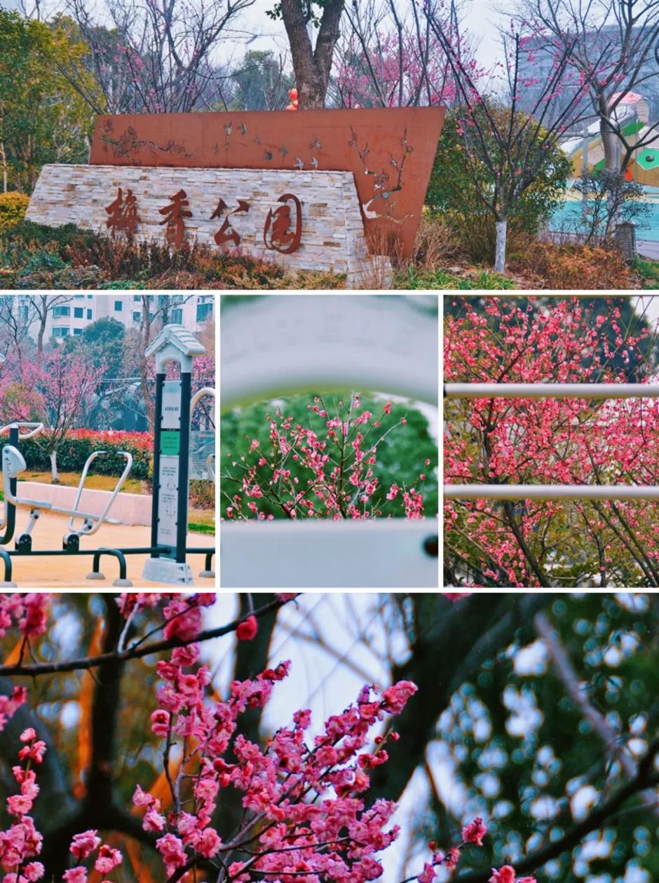 這裡的梅花已綻放80%!