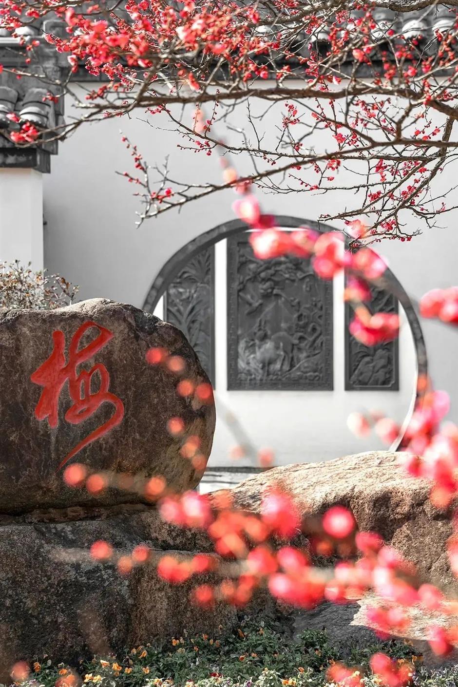 這裡的梅花已綻放80%!