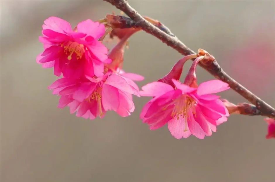 开了!上海第一朵早樱已上线