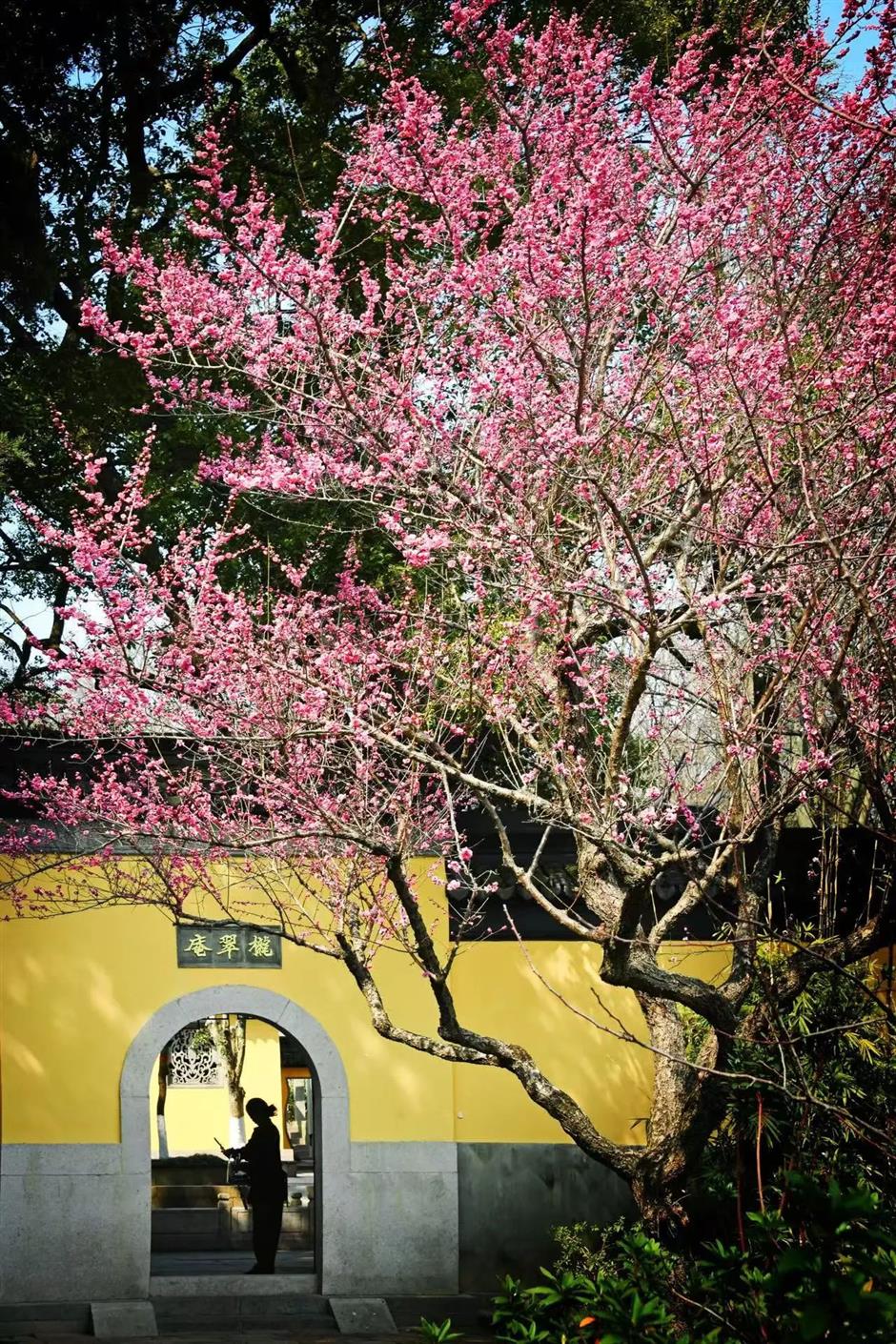 這裡的梅花已綻放80%!