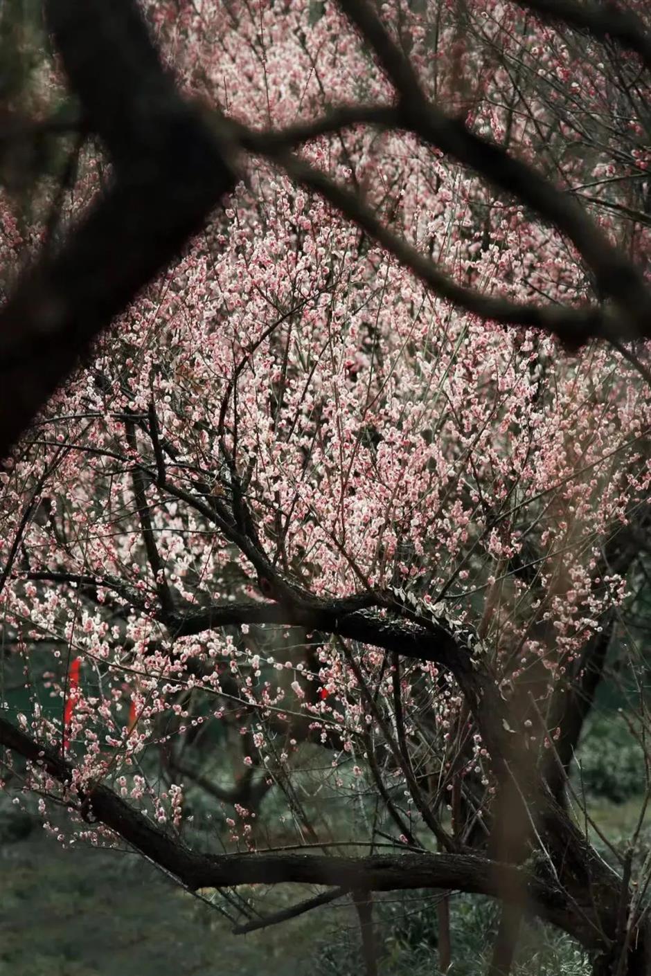 這裡的梅花已綻放80%!