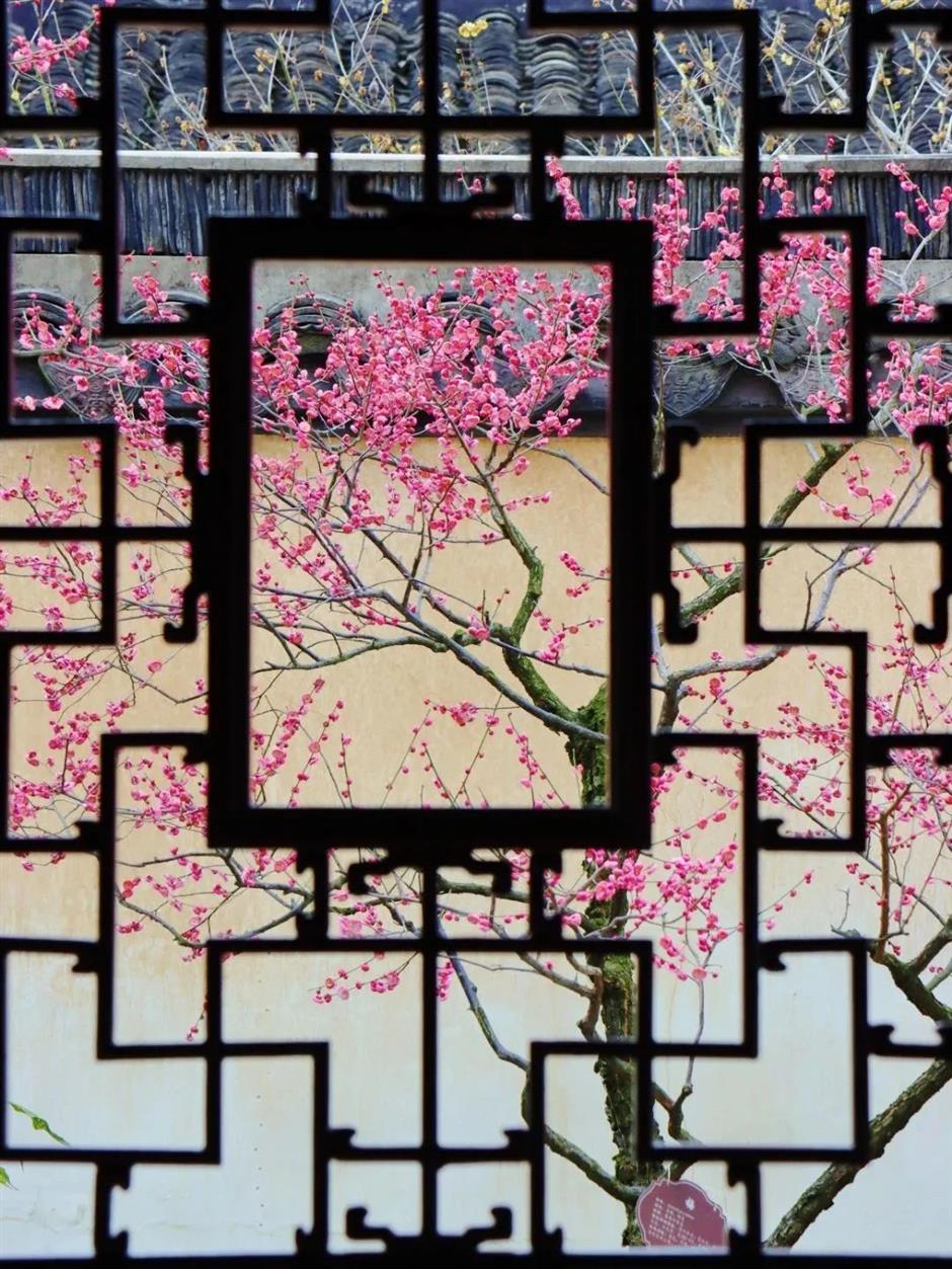 這裡的梅花已綻放80%!