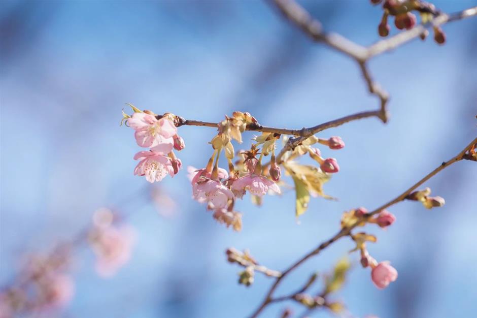 开了!上海第一朵早樱已上线