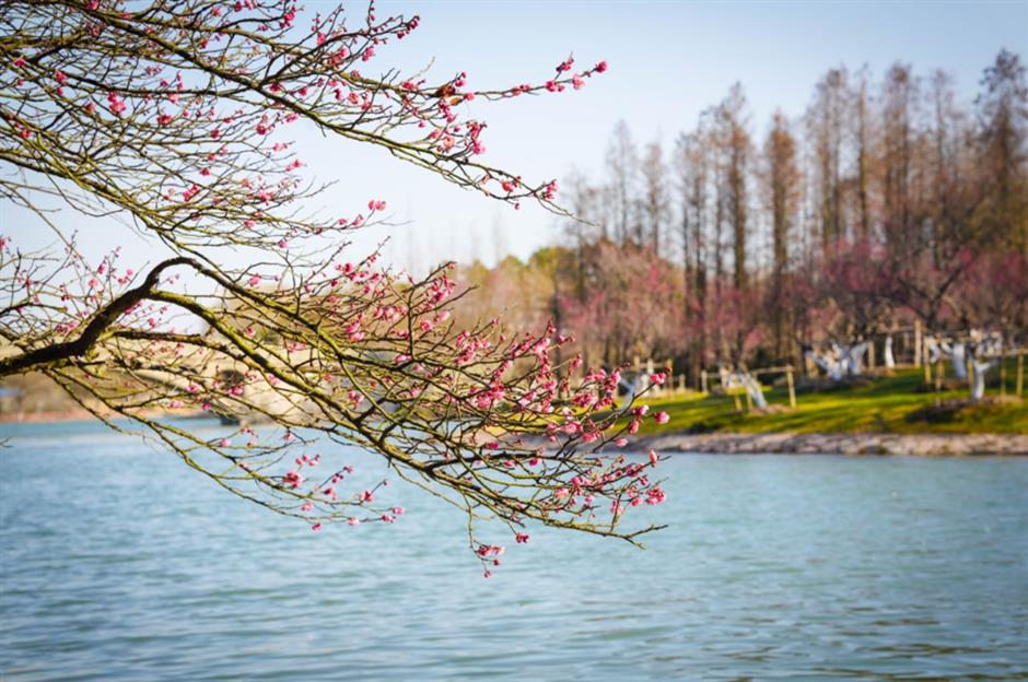 這裡的梅花已綻放80%!