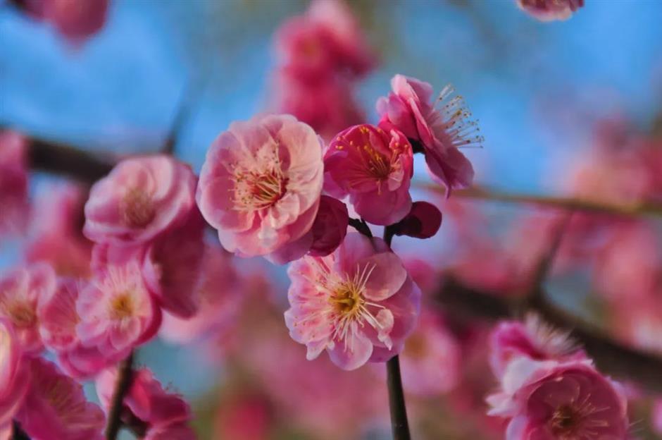 這裡的梅花已綻放80%!