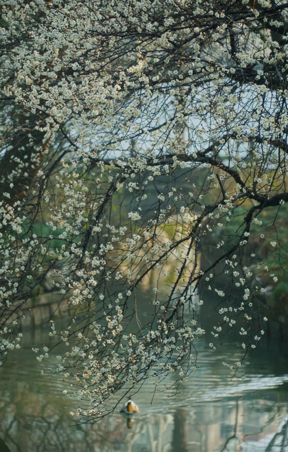 上海賞梅正當時!
一大波中式美學的震撼