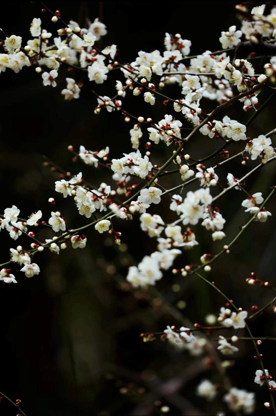 上海賞梅正當時!
一大波中式美學的震撼