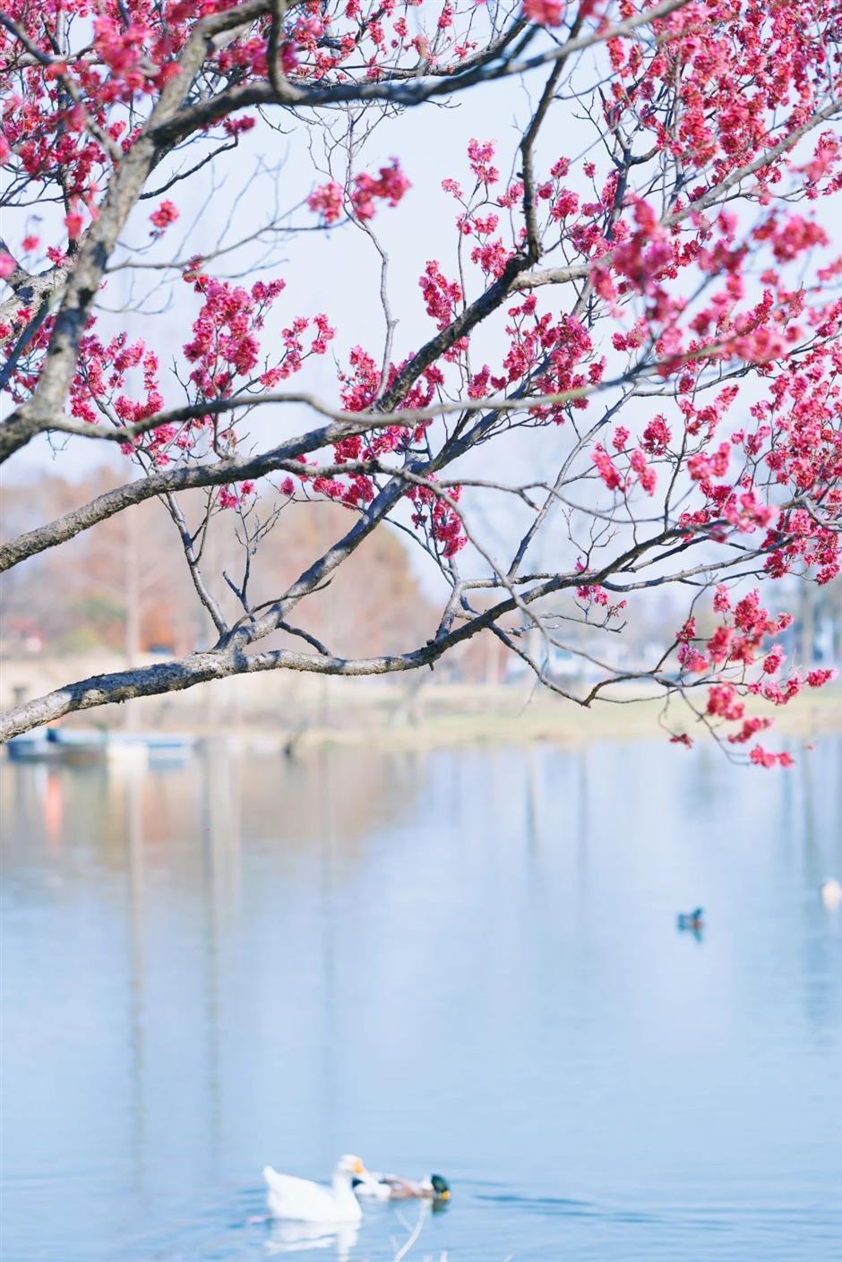 上海賞梅正當時!
一大波中式美學的震撼