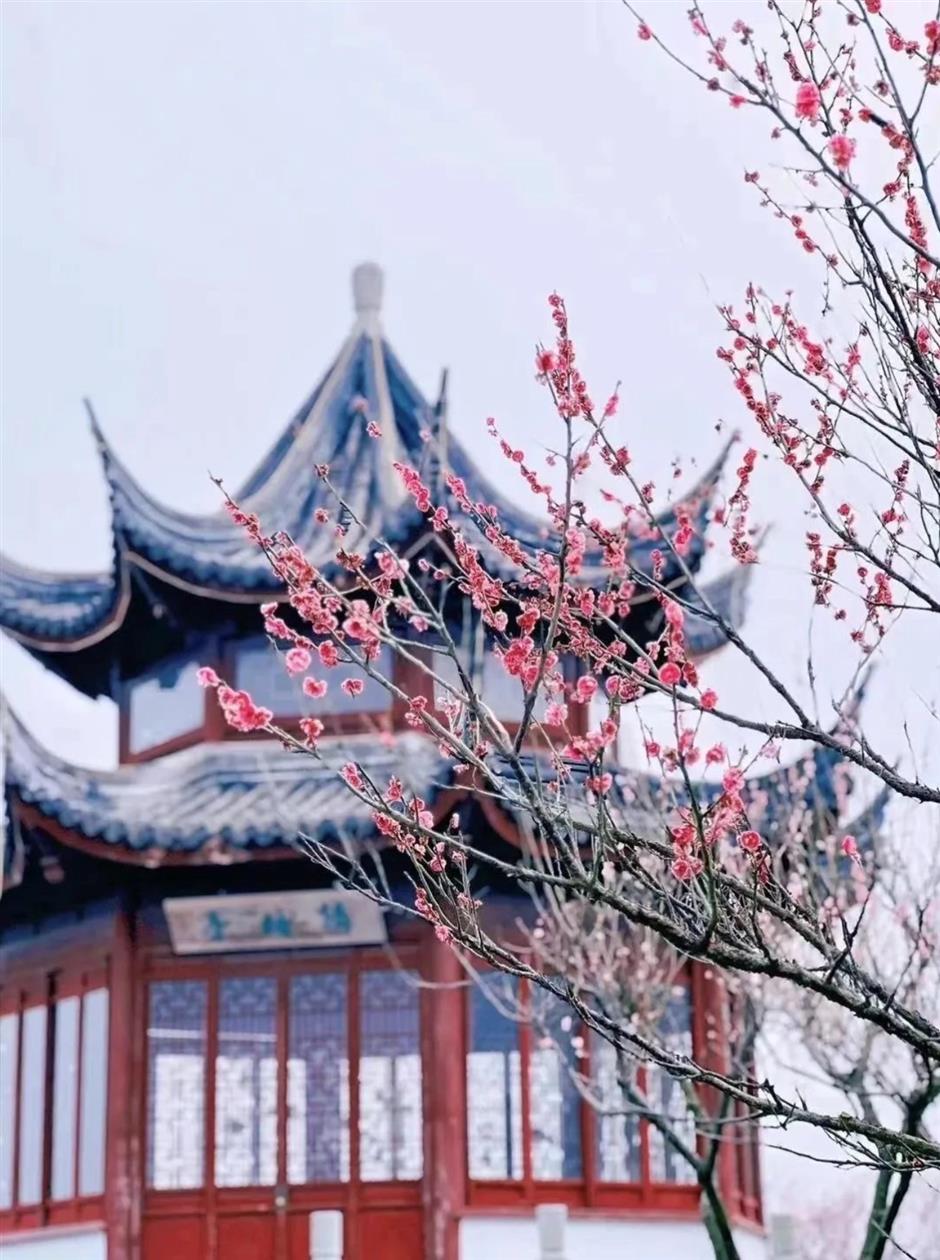 上海賞梅正當時!
一大波中式美學的震撼