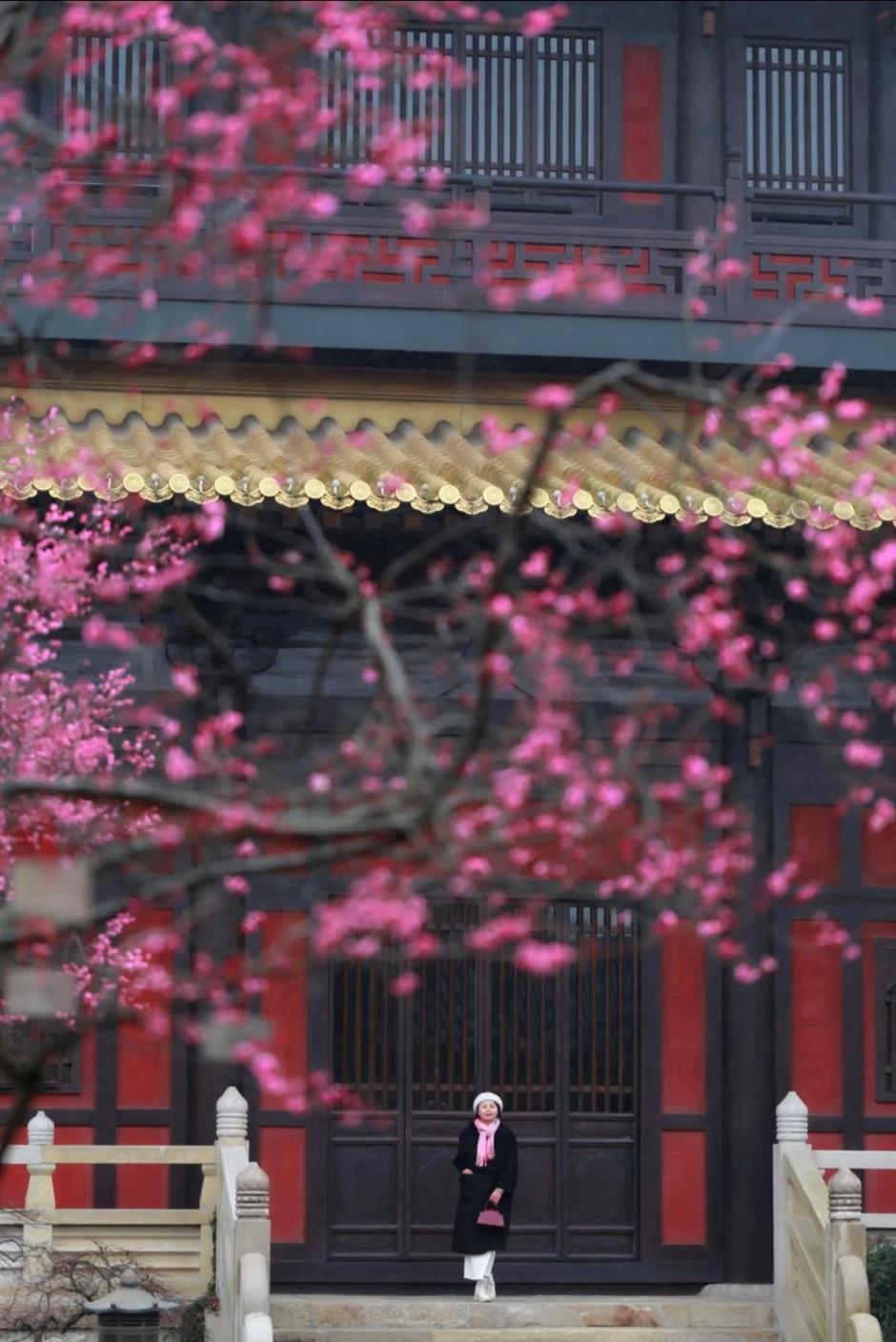 上海賞梅正當時!
一大波中式美學的震撼