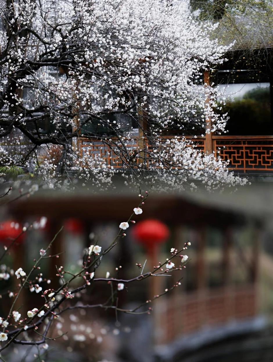 上海賞梅正當時!
一大波中式美學的震撼