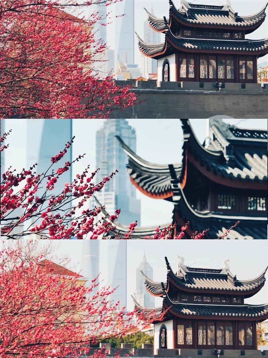 上海賞梅正當時!
一大波中式美學的震撼