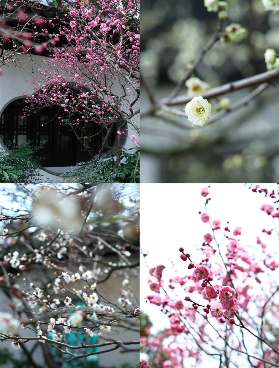 上海賞梅正當時!
一大波中式美學的震撼