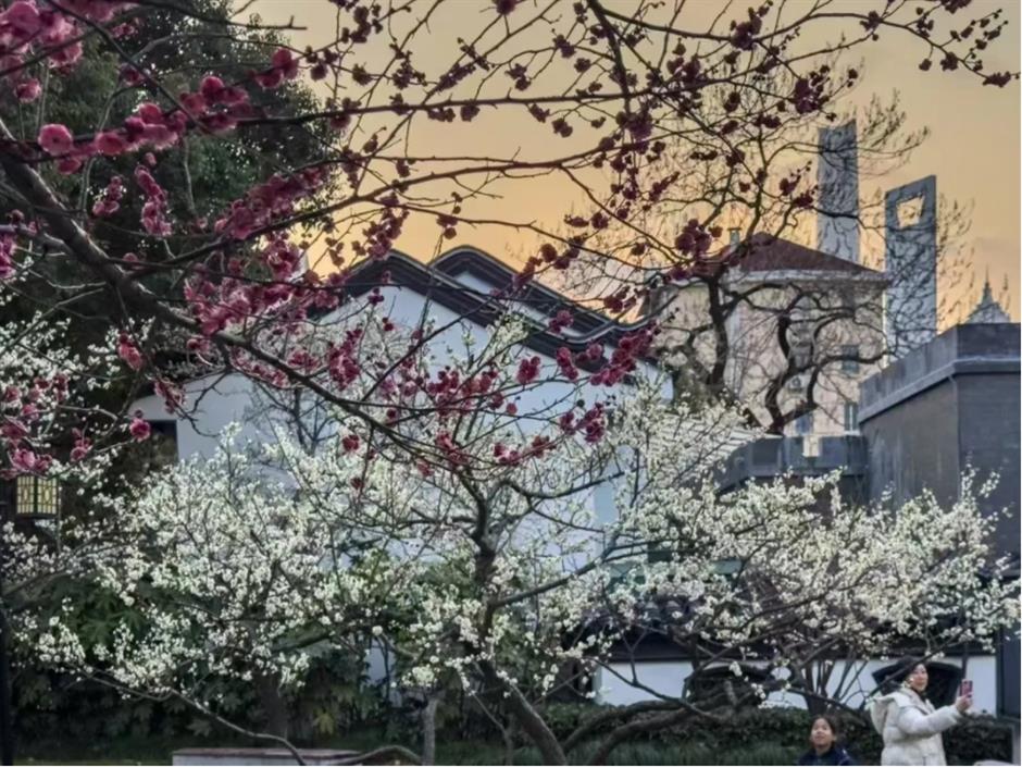 梅花、古建筑与魔都三件套同框!就在市中心这个免费公园